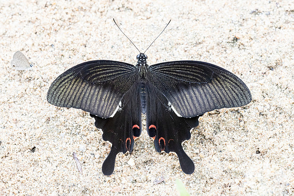 Papilio helenus-1968 - Chiang Dao - 17/03/24