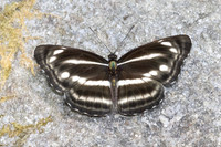 Neptis nashona aagaardi -5254