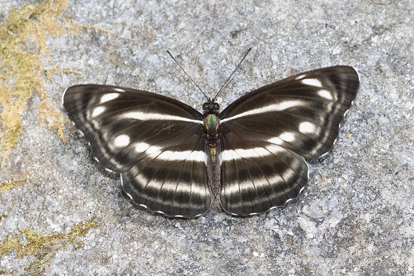 Neptis nashona aagaardi -5254