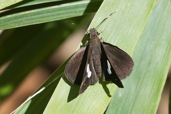 NOTOCRYPTA PARALYSOS-3506 - Chiang Rai - 20/11/23