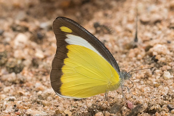 Appias lyncida eleonora-3993 - Chiang Dao - 12/03/23
