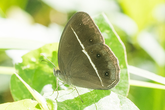 Orsotriaena medus medus-2951 - Chiang Rai - 18/11/23