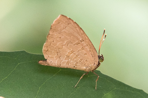 Miletus chinensis learchus-9355 - Koh Samui - 16/0323