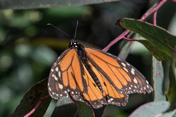 Danaus plexippus-8540