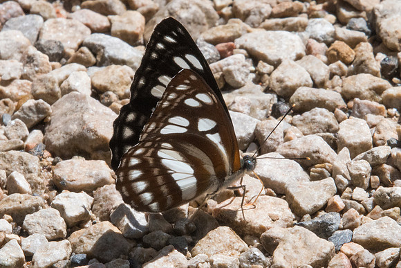 Phaedyma columella-8385  - Chiang Dao - 14/11/23