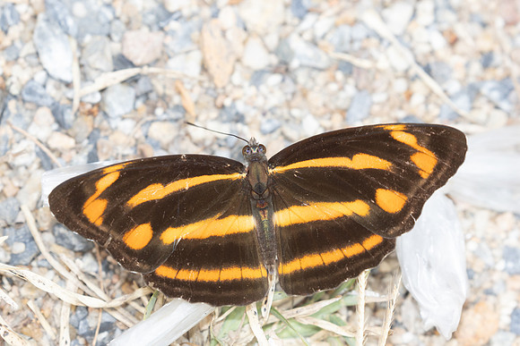 Neptis ananta-2989 - Doi Suthep (1180m)