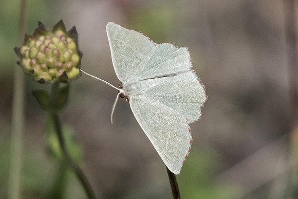 Thalera fimbrialis-1