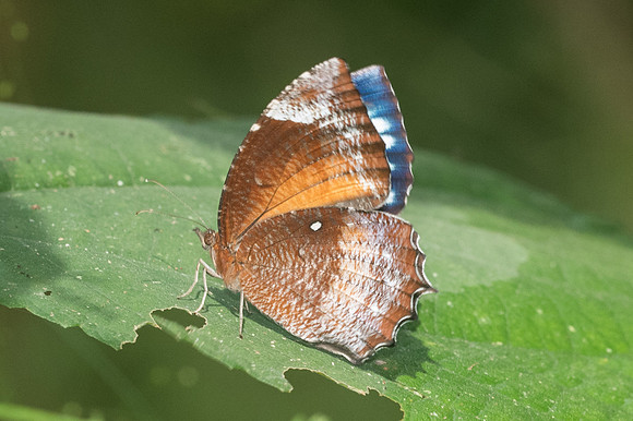 Elymnias hypermnestra-1574 - Chiang Dao - 14/11/23