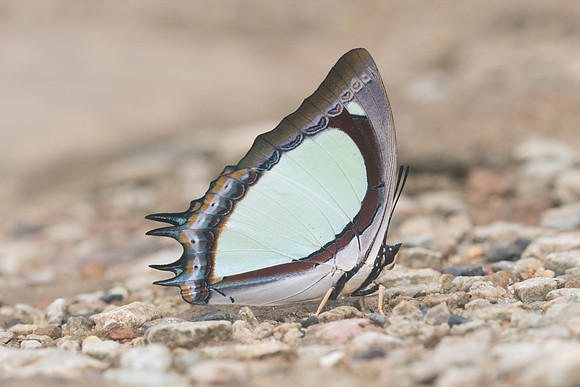 Polyura jalysus-2224 - Chiang Dao - 17/11/23