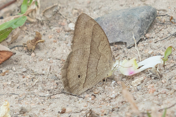 Mycalesis visala-6412