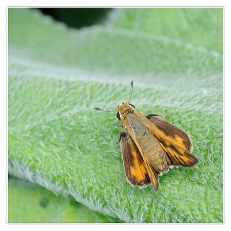 Butterfly Canada 2-tile