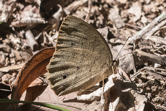 Mycalesis sp-3264 - Chiang Rai -19/11/23