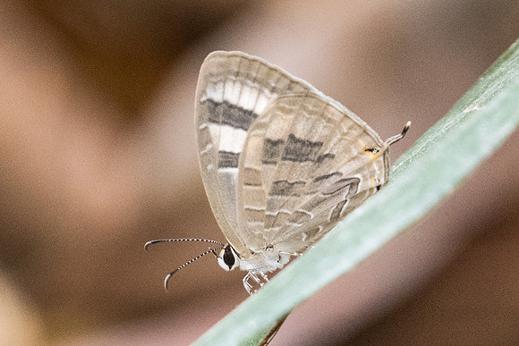 Jamides pura ou celeno-1082 Doi Suthep - 7/03/23