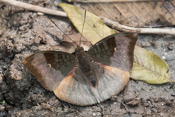 Euthalia monina-0284 - Doi-Suthep - 7/03/23
