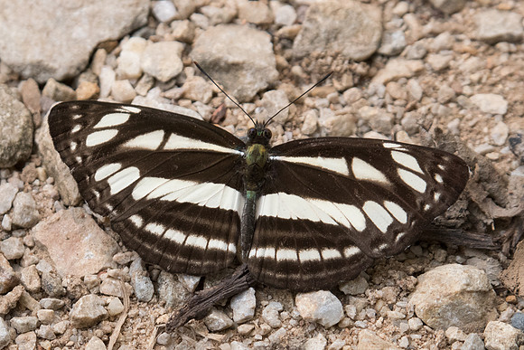 Neptis soma-2371 - Chiang dao -  11/03/23