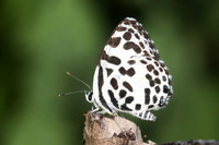 Castalius rosimon rosimon-0528 - Doi-Suthep - 13/11/23