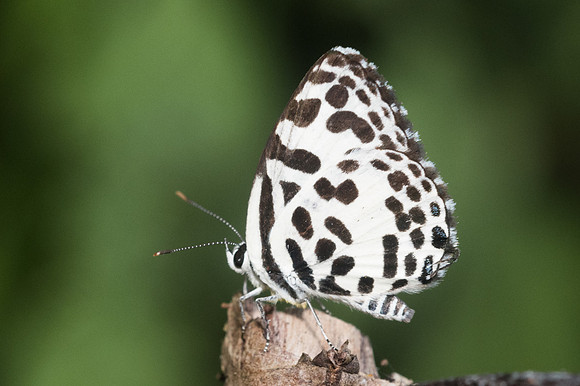 Castalius rosimon rosimon-0528 - Doi-Suthep - 13/11/23