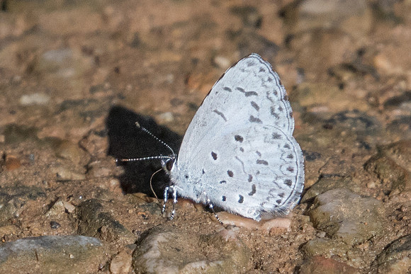 Acytolepis puspa gisca-0237  - Chiang Dao - 16/11/23