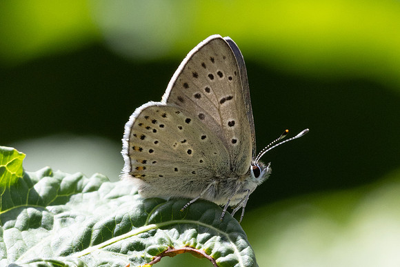 Lycaena tityrus ssp subalpinus-1556