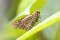 Naevolus orius-5851