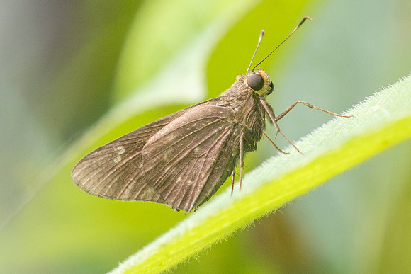 Naevolus orius-5851