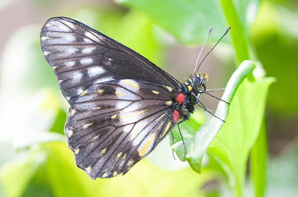 catasticta flisa-4347 - Villa de Leyba - 20/07/15
