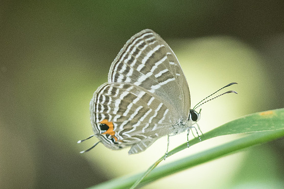 Jamides malaccanus malaccanus id--8252 - Koh Samui - 16/03/23