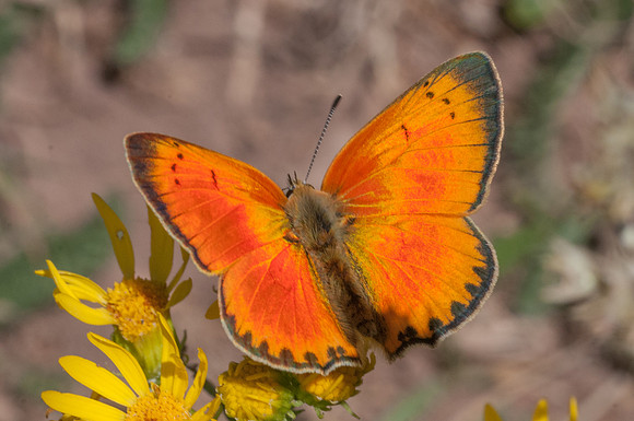 Lycaena virgaureae meigi-3109 - 4/08/13