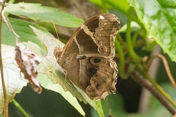 Lethe europa-2091 - Chiang Dao - 19/03/25