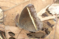Mycalesis malsera-2851