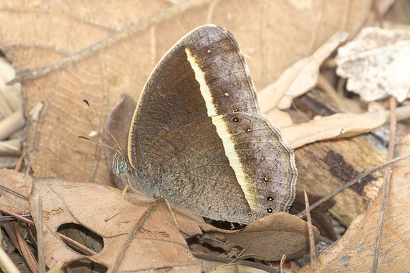 Mycalesis malsera-2851