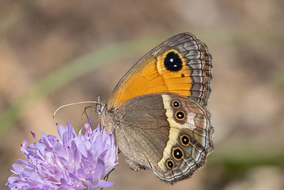 Pyronia bathseba-7695 - St Mandrier sur mer - 1/06/25