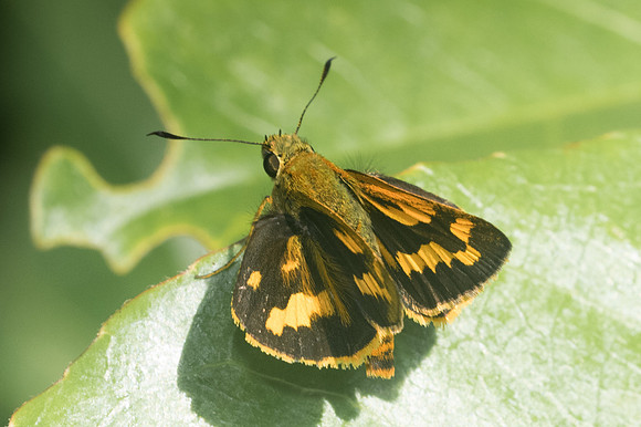 Potanthus id---0556 - Doi-Suthep - 13/11/23