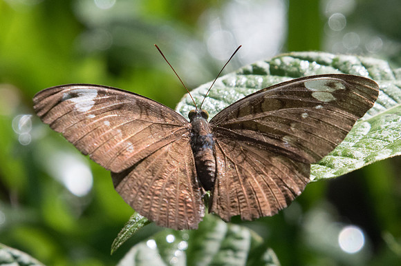 Tanaecia julii odilina-1849 - Chiang Dao - 15/11/23
