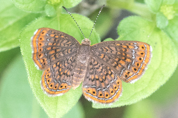 Calephelis rawsoni-1528