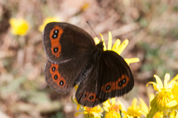 Erebia meolans-3035