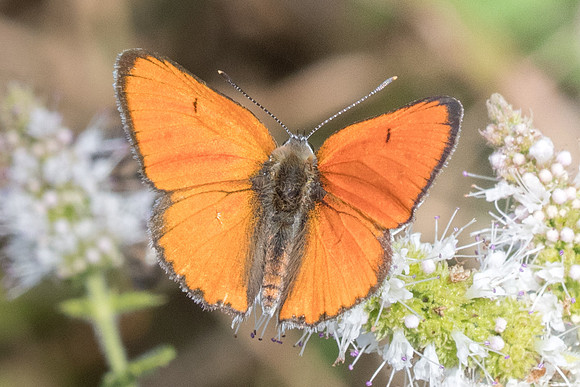 Lycaena dispar ♂-9090 - Orly sur Morin - 4/08/19