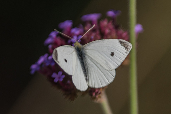 Pieris rapae-9787