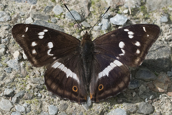 Apatura iris-2208 - Nohedes 16/07/23