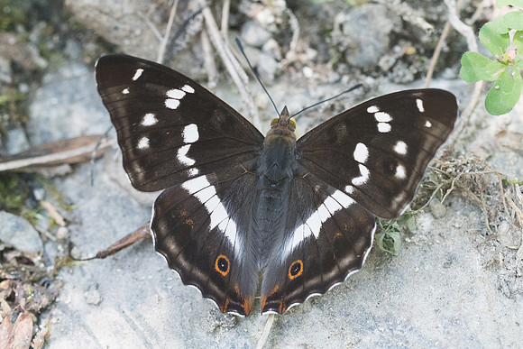 Apatura iris-2651 - Nohedes - 16/07/23