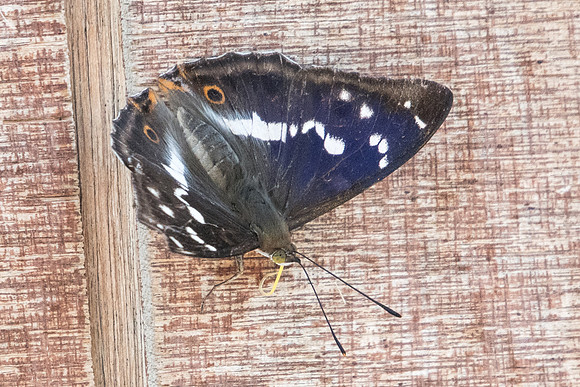 Apatura iris-7201 - Nohedes -  23/07/23