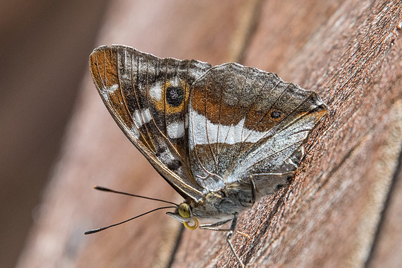 Apatura iris-7358 - Nohedes - 23/07/23
