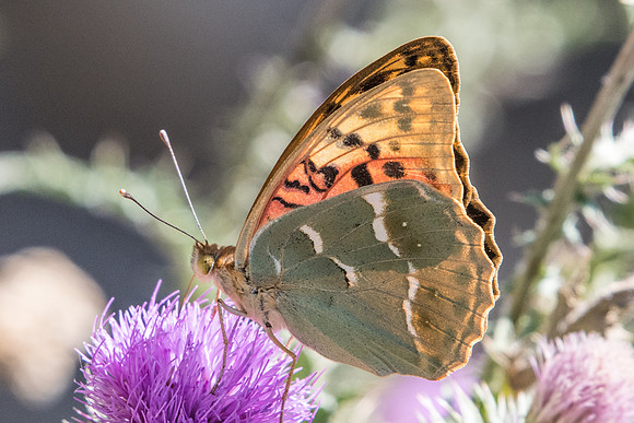Argynnis pandora - 7400 - Nohedes - 23/07/23