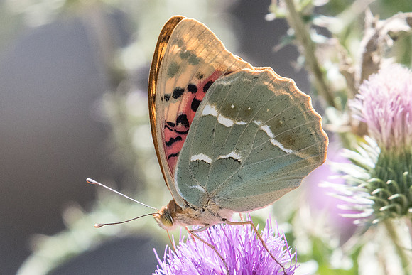 Argynnis pandora-7401 - Nohedes - 23/07/23