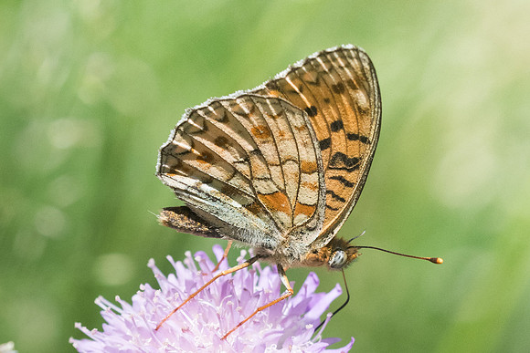 Argynnis niobe f eris - 4429 - Bolquere - 18/07/23