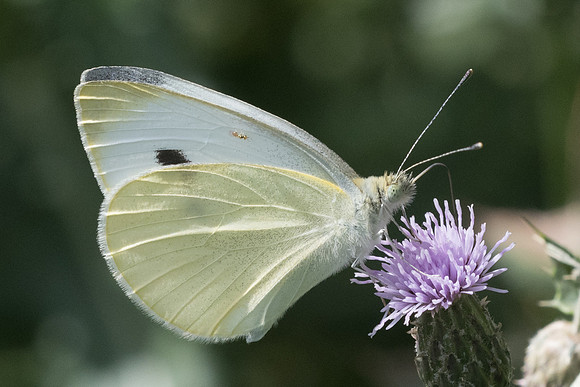 Pieris manii - 5855 - Llo - 20/07/23