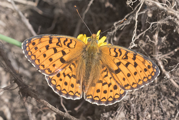 Argynnis niobe - 6314 - Col de Sansa (Real) - 21/07/23