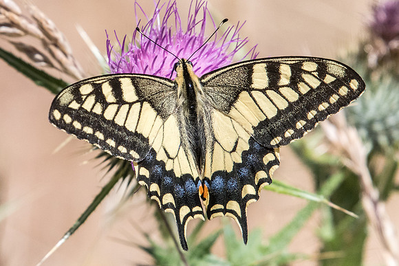 Papilio machaon-7379 Nohedes - 23/07/23