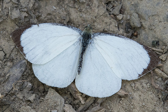 Pieris brassicae ♂-7290 - Nohedes - 23/07/23