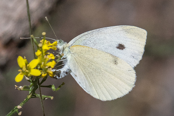 Pieris mannii - 4110 - Llo - 18/07/23